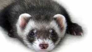 Vlastnosti fretiek doma (ako kŕmenie)